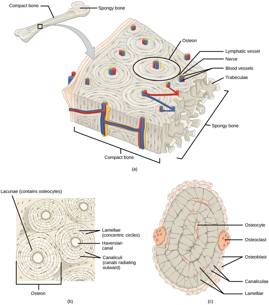 (a) Compact bone is a dense matrix on the outer surface of bone. Spongy bone, inside the compact bone, is porous with web-like trabeculae. (b) Compact bone is organised into rings called osteons. Blood vessels, nerves, and lymphatic vessels are found in the central Haversian canal. Rings of lamellae surround the Haversian canal. Between the lamellae are cavities called lacunae. Canaliculi are microchannels connecting the lacunae together. (c) Osteoblasts surround the exterior of the bone. Osteoclasts bore tunnels into the bone and osteocytes are found in the lacunae.