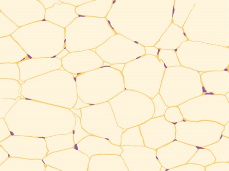 Adipocytes