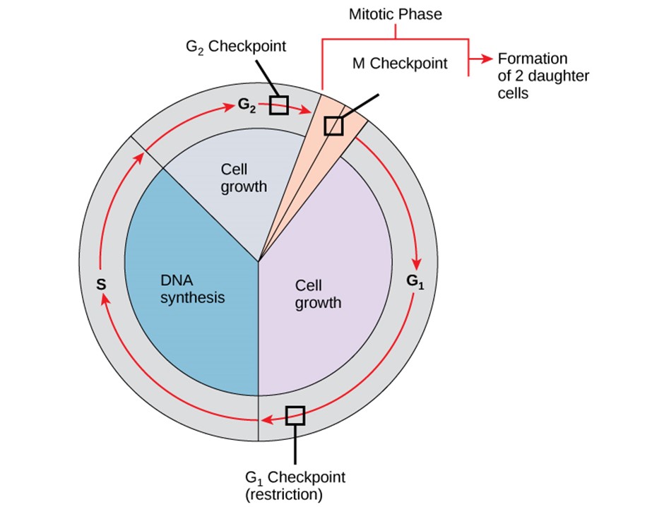 Diagram showing the three checkpoints of cell cycle division.