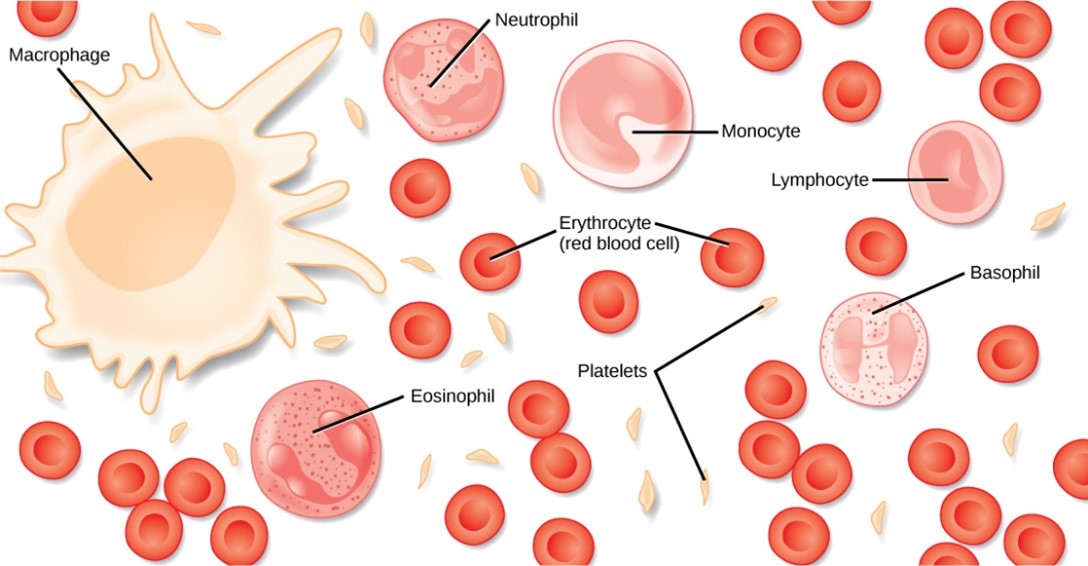 Diagram of blood