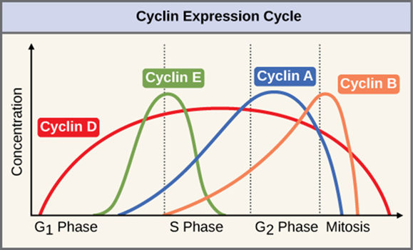 Graph of the The concentrations of cyclin proteins change throughout the cell cycle. There is a direct correlation between cyclin accumulation and the three major cell-cycle checkpoints. Also note the sharp decline of cyclin levels following each checkpoint (the transition between phases of the cell cycle), as cyclin is degraded by cytoplasmic enzymes