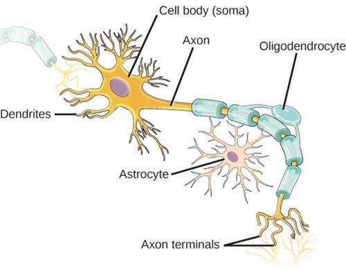 The neuron has projections called dendrites that receive signals and projections called axons that send signals. Also shown are two of the types of glial cells: astrocytes regulate the chemical environment of the nerve cell and oligodendrocytes insulate the axon so the electrical nerve impulse is transferred more efficiently.