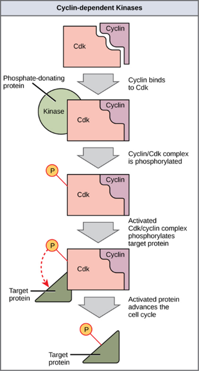 Diagram of Cyclin-dependent kinases