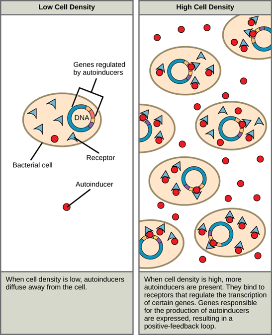 Diagram of Autoinducer, comparing low cell density and high cell density. The text in the diagram says: when cell density is low, autoinducers diffuse away from the cell. When cell density is high, more autoinducers are present. They bind to receptors that regulate the transcription of certain genes. Genes responsible for production of autoinducers are expressed, resulting in positive feed-back loop.