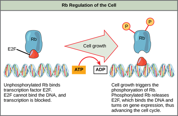 Diagram showing Rb halting the cell cycle