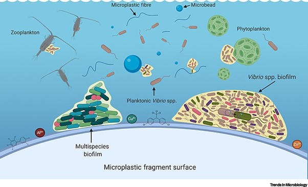 Diagram of Surface microbial interactions with microplastics compared to zooplankton and phytoplankton
