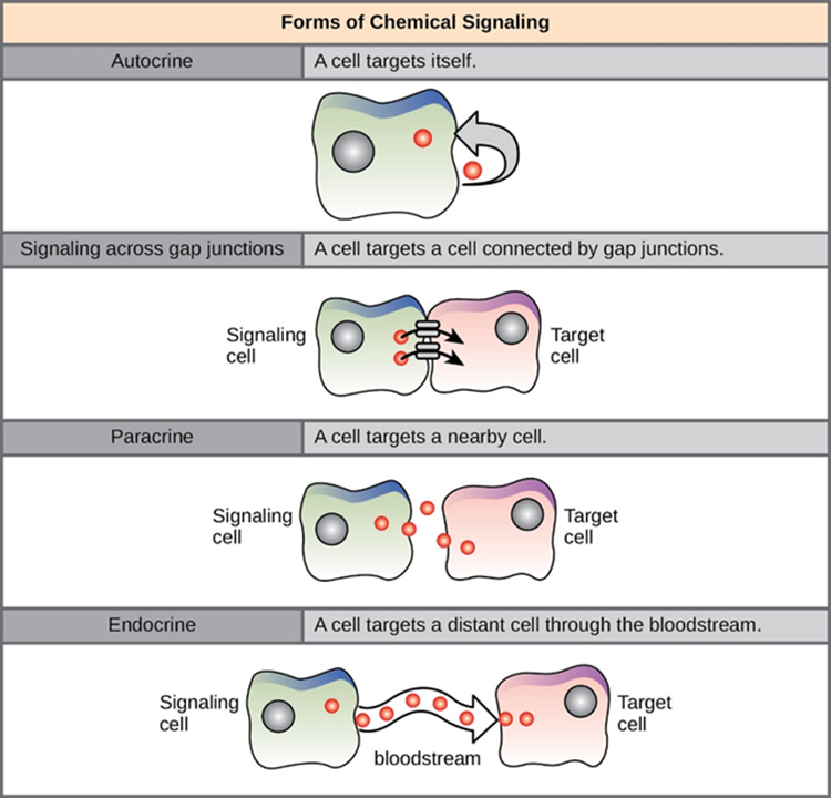 Diagram of Forms of signaling. At the top is autocrine where a cell targets itself. Signalling across gap junctions - a cell targets a cell connected by gap junctions. Paracine, a cell targets a nearby cell. Endocrine, a cell targets a distant cell through the blood stream.