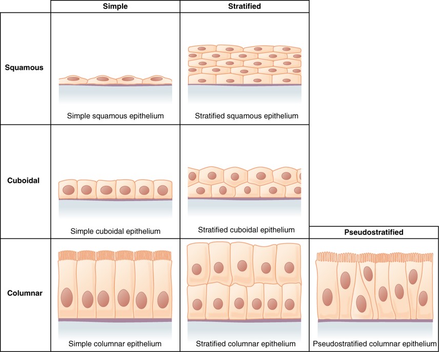 Simple epithelial tissue is organized as a single layer of cells and stratified epithelial tissue is formed by several layers of cells.