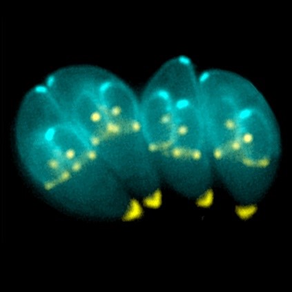 Diagram of Toxoplasma gondii