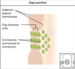 Diagram of gap juctions with labels to adjacent plasma membranes, gap between cells and connexions