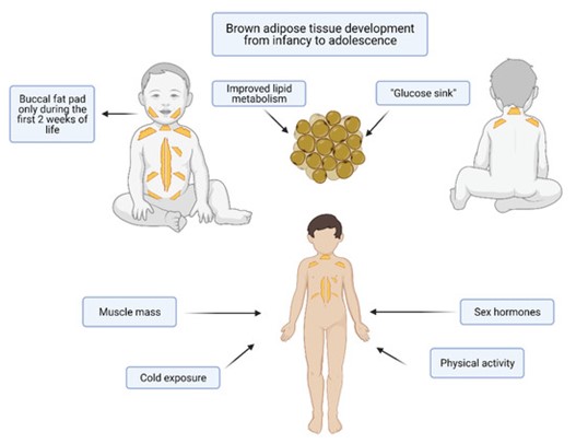 Diagram of babies and child. Around the babies there are the following labels and notes: buccal fat pad only during the first 2 weeks of life, improved lipid metabolism, glucose sink. Around the diagram of the child the labels are muscle mass, cold exposure, sex hormones and physical activity