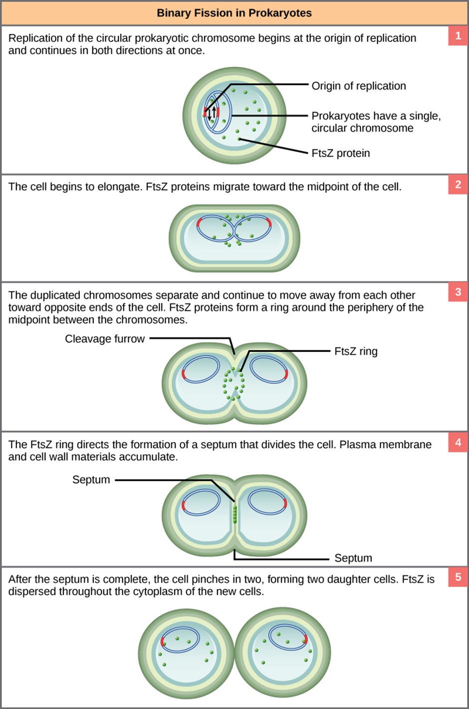 Diagram of binary fission in Prokaryotes. The steps are as followed: replication of the circular prokaryotic chromosome begins at the origin of replication and continues in both directions at once. The cell begins to elongate. FtsZ proteins migrate toward the midpoint of the cell. The duplicated chromosomes separate and continue to move away from each other towards the opposite ends of the cell. FitZ proetin forms a ring around the periphery of the midpoint between the chromosomes. The FtsZ ring directs the formation of a septum that divides the cell. Plasma membrane and cell wall materials accumulate. After the septum is complete, the cell pinches in two, forming two daughter cells. FtsZ is dispersed throughout the cytoplasm of the new cells.