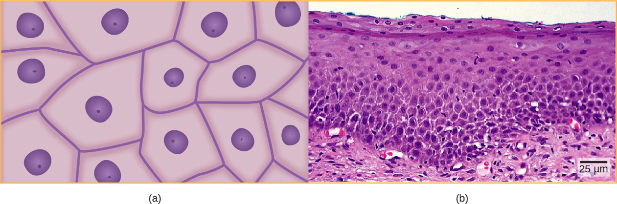 Squamous epithelia cells (a) have a slightly irregular shape, and a small, centrally located nucleus. These cells can be stratified into layers, as in (b) this human cervix specimen