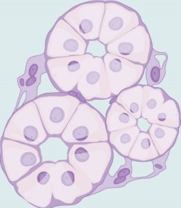 Simple cuboidal epithelial cells line tubules in the mammalian kidney, where they are involved in absorbing substances from filtrate produced in the kidney.