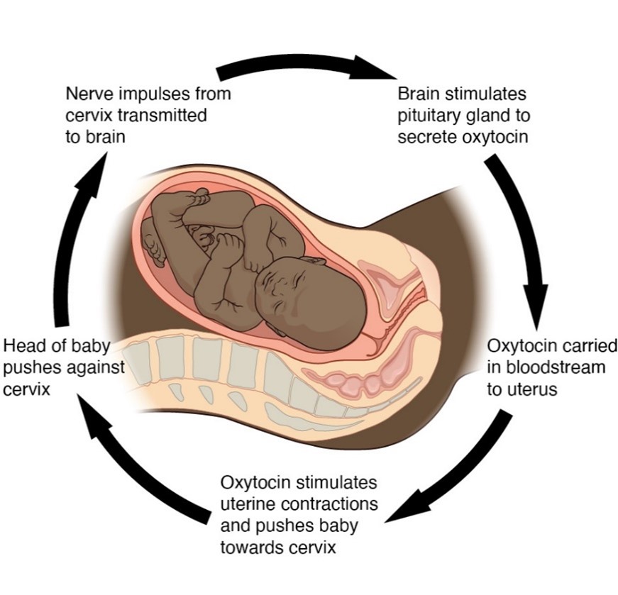 Cyclic diagram of baby in the womb with the following steps: brain simulates pituitary gland to secrete oxytocin, oxytocin carried in bloodstream to the uterus, oxytocin stimulates uterine contractions and pushes baby towards cervix, head of baby pushes against cervix, nerve impulses from cervix transmitted to brain