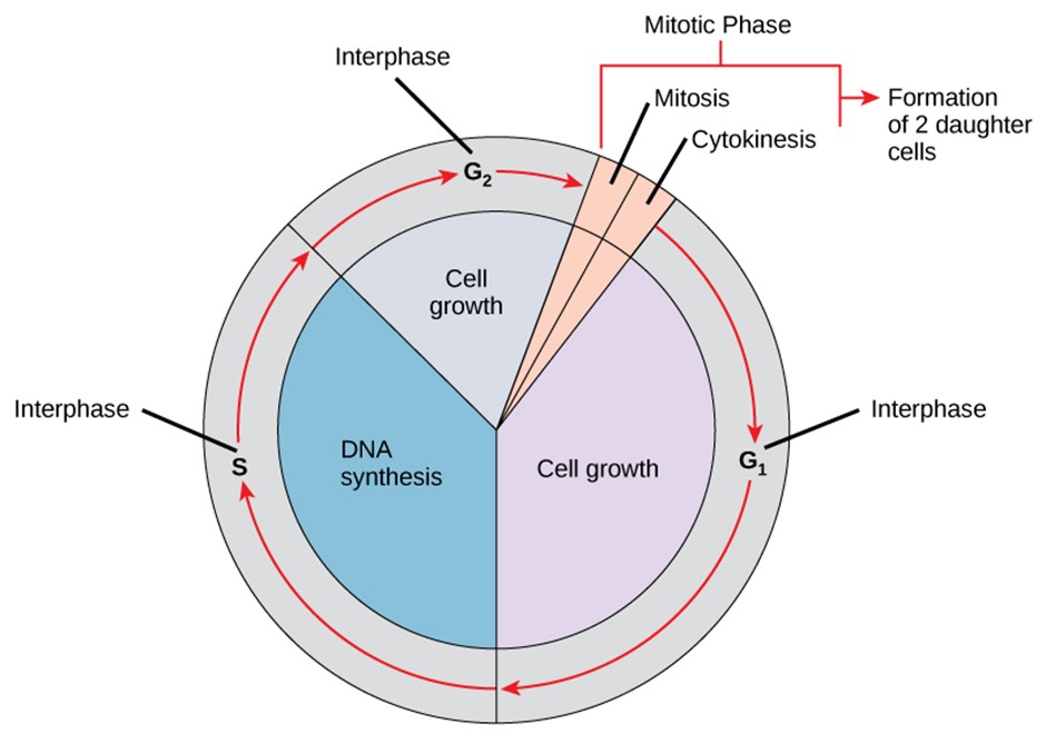 A cell moves through a series of phases in an orderly manner. During interphase, G1 involves cell growth and protein synthesis, the S phase involves DNA replication and the replication of the centrosome and G2 involves further growth and protein synthesis. The mitotic phase follows interphase. Mitosis is nuclear division during which duplicated chromosomes are segregated and distributed into daughter nuclei. Usually, the cell will divide after mitosis in a process called cytokinesis in which the cytoplasm is divided and two daughter cells are formed.