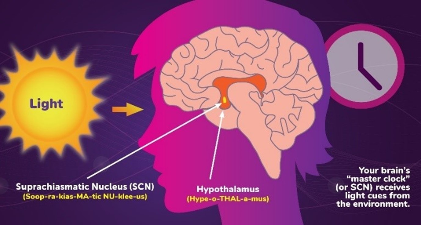 Diagram of person's brain and sunlight and a clock symbolising the master clock cordinates the biological clock from light