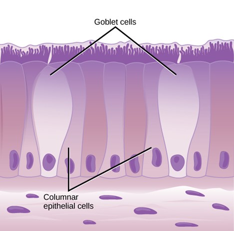 Simple columnar epithelial cells absorb material from the digestive tract. Goblet cells secrete mucus into the digestive tract lumen. Some columnar epithelial cells lining the respiratory tract appear to be stratified. However, each cell is attached to the base membrane of the tissue and therefore, they are simple epithelia. The nuclei are arranged at different levels in the layer of cells, making it appear as though there is more than one layer