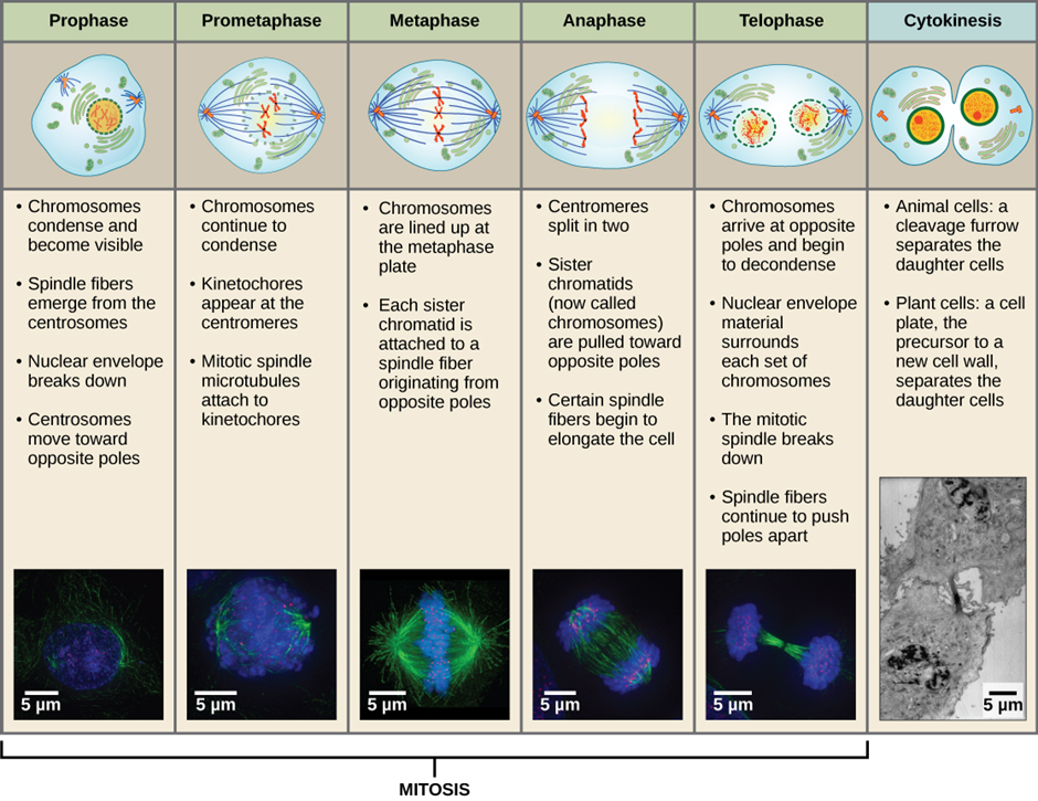 Animal cell mitosis is divided into five stages—prophase, prometaphase, metaphase, anaphase and telophase—visualised here by light microscopy with fluorescence. Mitosis is usually accompanied by cytokinesis, shown here by a transmission electron microscope.
