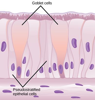 Pseudostratified columnar epithelia line the respiratory tract.