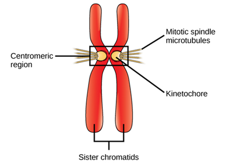 Mitotic spindle microtubultes from oppposite poles attached to each siser chromatid at the kinetochore