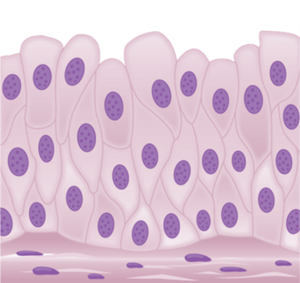 Transitional epithelia of the urinary bladder