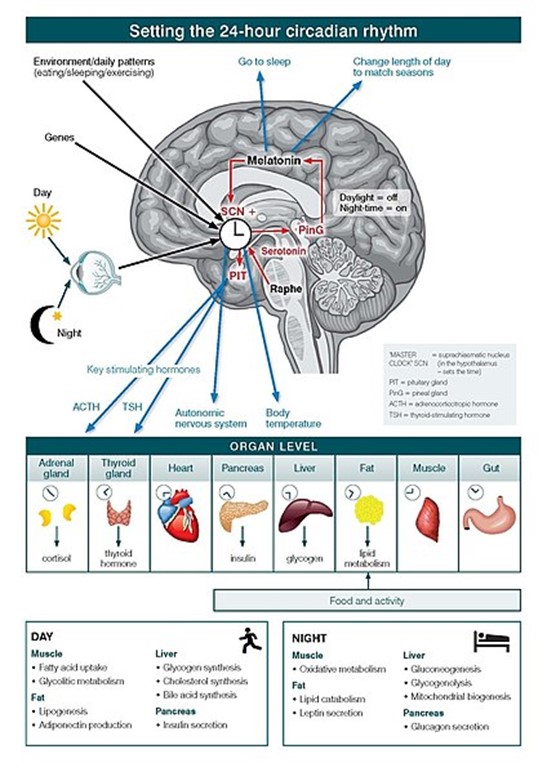 Circadian systems need to be considered in relation to three differing levels of organization of information and operation. First is the way in which the physical environment communicates (or ‘Inputs’) key information, particularly related to differentiation of night from day, to the internal ‘master’ clock (located in the brain’s suprachiasmatic nucleus (SCN)). Second are the ‘Intrinsic’ brain factors, consisting of the master clock and its linked regulatory systems (notably secretion of melatonin from the pineal gland). These contribute to sleep onset, sleep architecture, sleep-wake cycles and other central nervous system (CNS)-dependent behavioural changes. Third is the way in which the circadian system coordinates all other hormonal, metabolic, immune, thermoregulatory, autonomic nervous and other physiological processes to optimize the relationships between behaviour and body functions (that is, the ‘Outputs’).At the cellular level, almost all individual cells and, hence, organ systems have their own intrinsic clocks. As these cellular (for example, fibroblasts, fat cells, muscles) and organ-based (for example, liver, pancreas, gut) clocks run to intrinsically different period lengths, the differing physiological systems need to be aligned in coherent patterns. Fundamentally, the master circadian clock permits the organism to align key behavioural and intrinsic physiological rhythms optimally to the external 24-hour light–dark cycle.