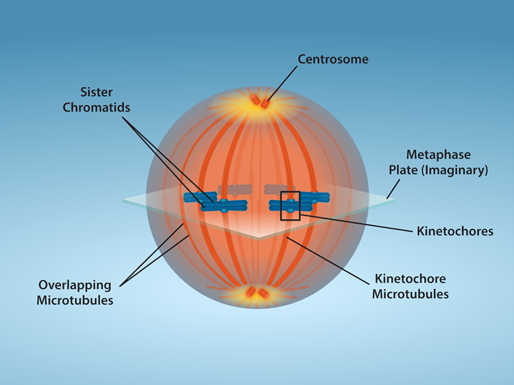 Mitotic Cell at Metaphase. The diagram has the following labels: centrosome, metaphase plate, kinetochores, kinetochore microtubules, overlapping microtubules, sister chromatids