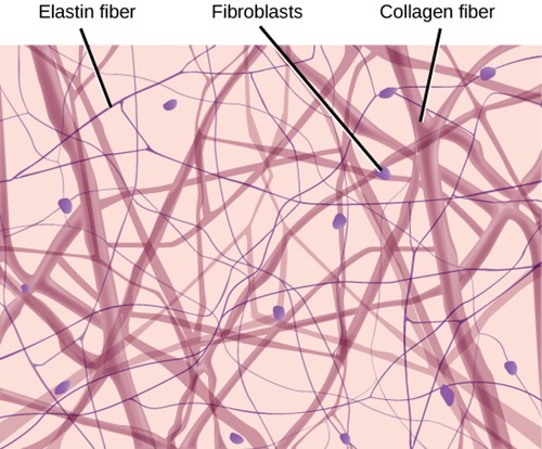 Loose connective tissue composed of loosely woven collagen and elastic fibres
