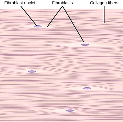 egular fibrous connective tissue from the tendon has strands of collagen fibres lined up in parallel.