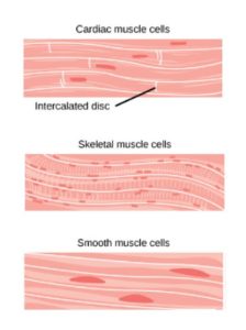 Diagram of cardiac muscles, skeletal muscles and smooth muscles
