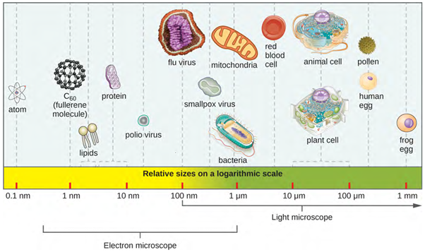The relative sizes of various microscopic and non-microscopic objects. From smallest to largest is atom, C60, lipids, protein, polio virus, flu vrius, s,allpox virus, bacteria, mitochondria, red blood vell, animal and plant cell, pollen and human egg, and frog egg.