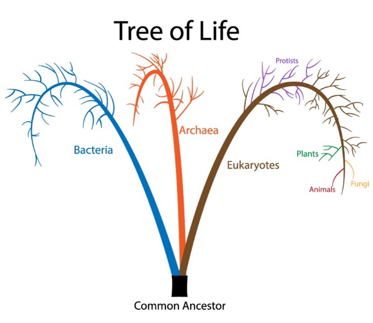 Image of a tree with branches of bacteria, archae and eukaryotes, showing their common ancestry