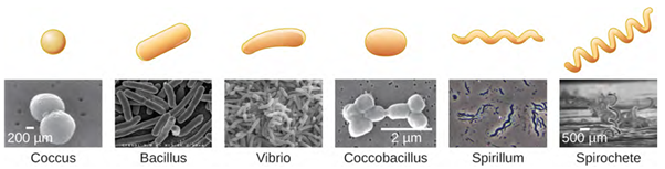 Common bacterial shapes. Note how coccobacillus is a combination of spherical (coccus) and rod shaped (bacillus).