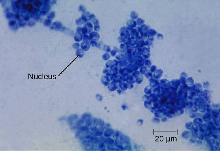 Candida albicans undre microscope