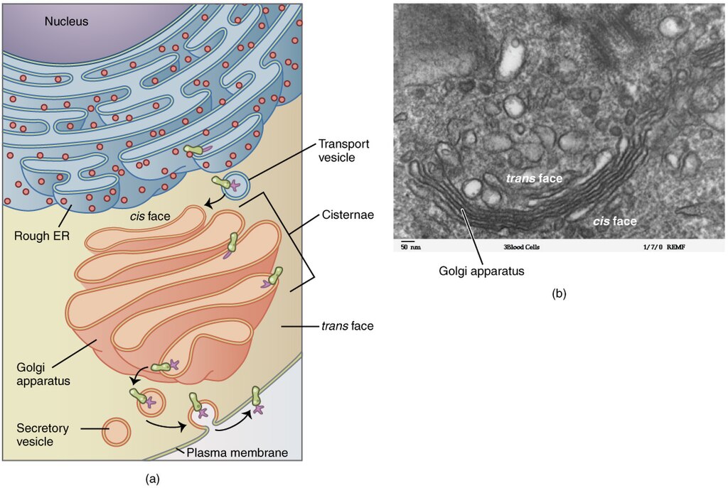 A transmission electron micrograph (left) of a Golgi apparatus in a white blood cell. The illustration (right) shows the cup-shaped, stacked disks and several transport vesicles. The Golgi apparatus modifies lipids and proteins, producing glycolipids and glycoproteins, respectively, which are commonly inserted into the plasma membrane.