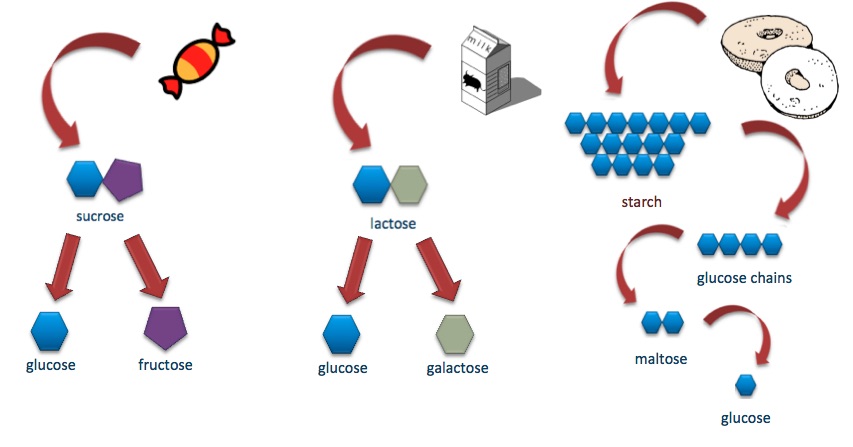 Figure 2.6. Although their structures and functions differ, all polysaccharide carbohydrates are made up of monosaccharides and have the chemical formula (CH2O)n.
