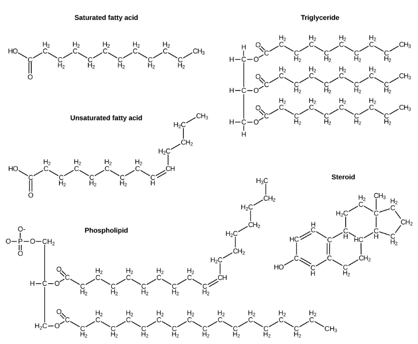 Lipids include fats, such as triglycerides, which are made up of fatty acids and glycerol, phospholipids, and steroids.