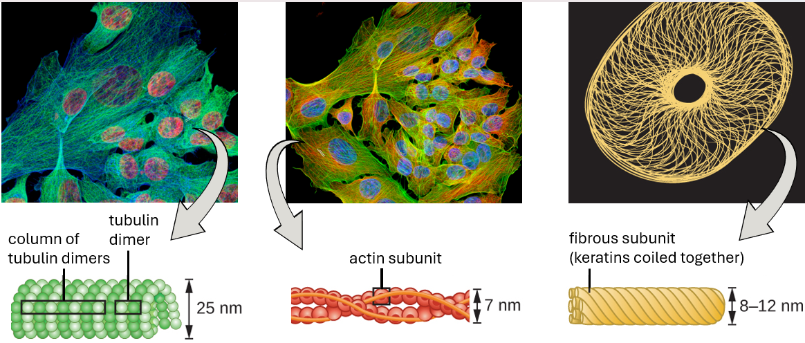 The cytoskeleton of eukaryotic cells is a network of microfilaments, intermediate filaments, and microtubules found throughout the cytoplasm of a eukaryotic cell. In these fluorescently labelled animal cells, the microtubules are the cobwebbed structures in the first image (nuclei are red); in the second image the actin microfilaments resemble needle-like spines, (the nuclei are blue). Keratin, a type of intermediate filament depicted in the third image, is yellow.